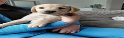 Labrador Retriever dogs for sale: LAST GIRL!! READY NOW, REDUCED LABRADOR RETEIEVER - Advert 12