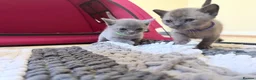 Burmese cats for sale: Home Raised Full Pedigree Burmese Kittens - Advert 5
