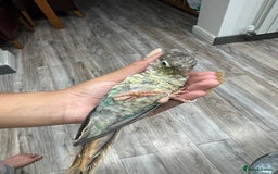 Lorikeets birds for sale: Hand fed baby conures for sale rare breed - Image 27