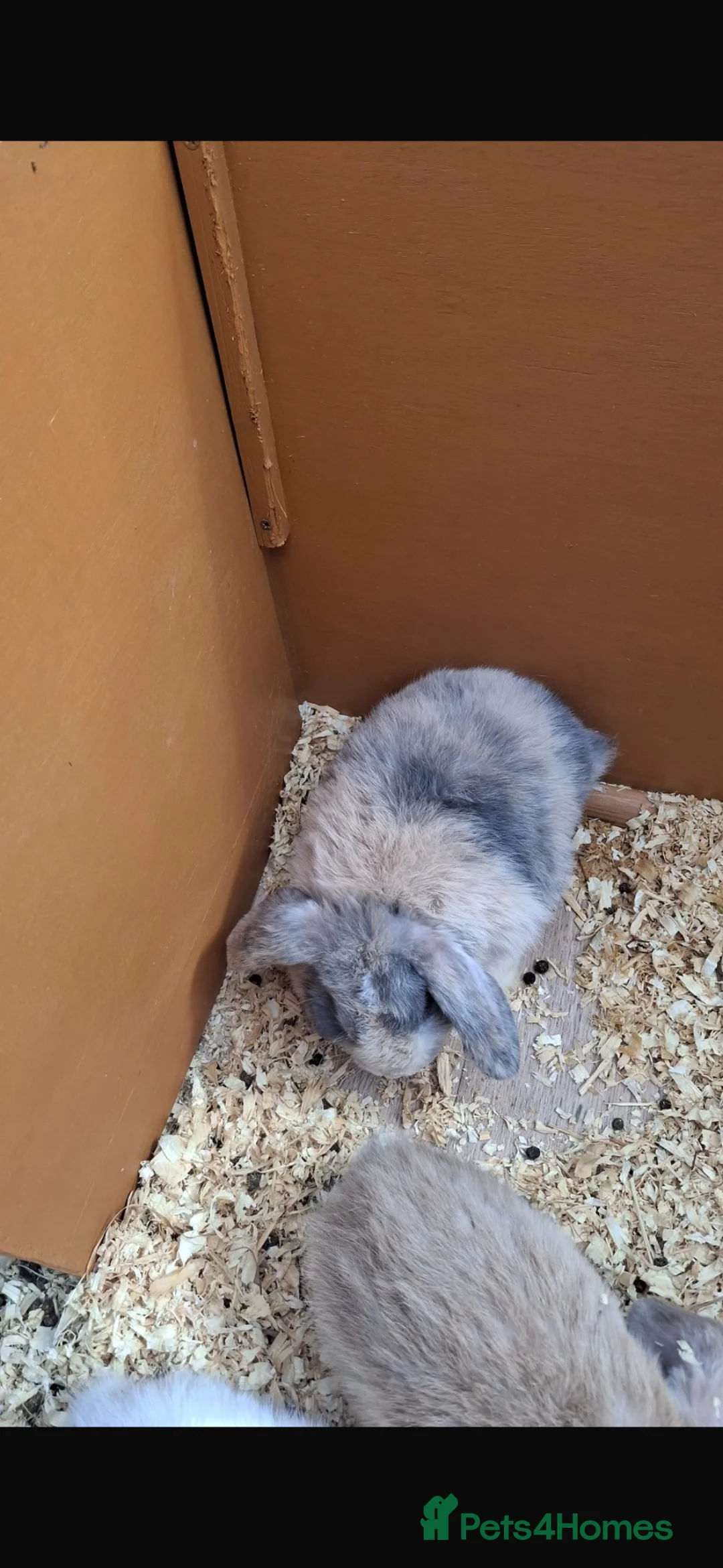 Mini Lop rabbits for sale: Mini lops for sale - Advert 6