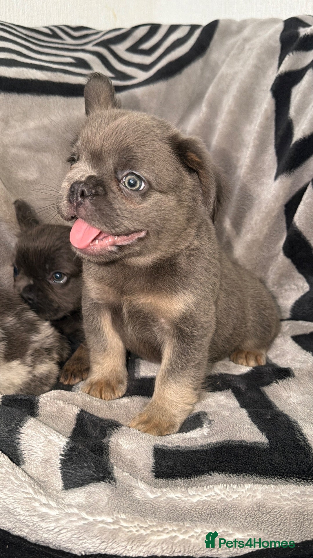 French Bulldog dogs 3 left Super fluffy frenchies ready to leave - Advert 2