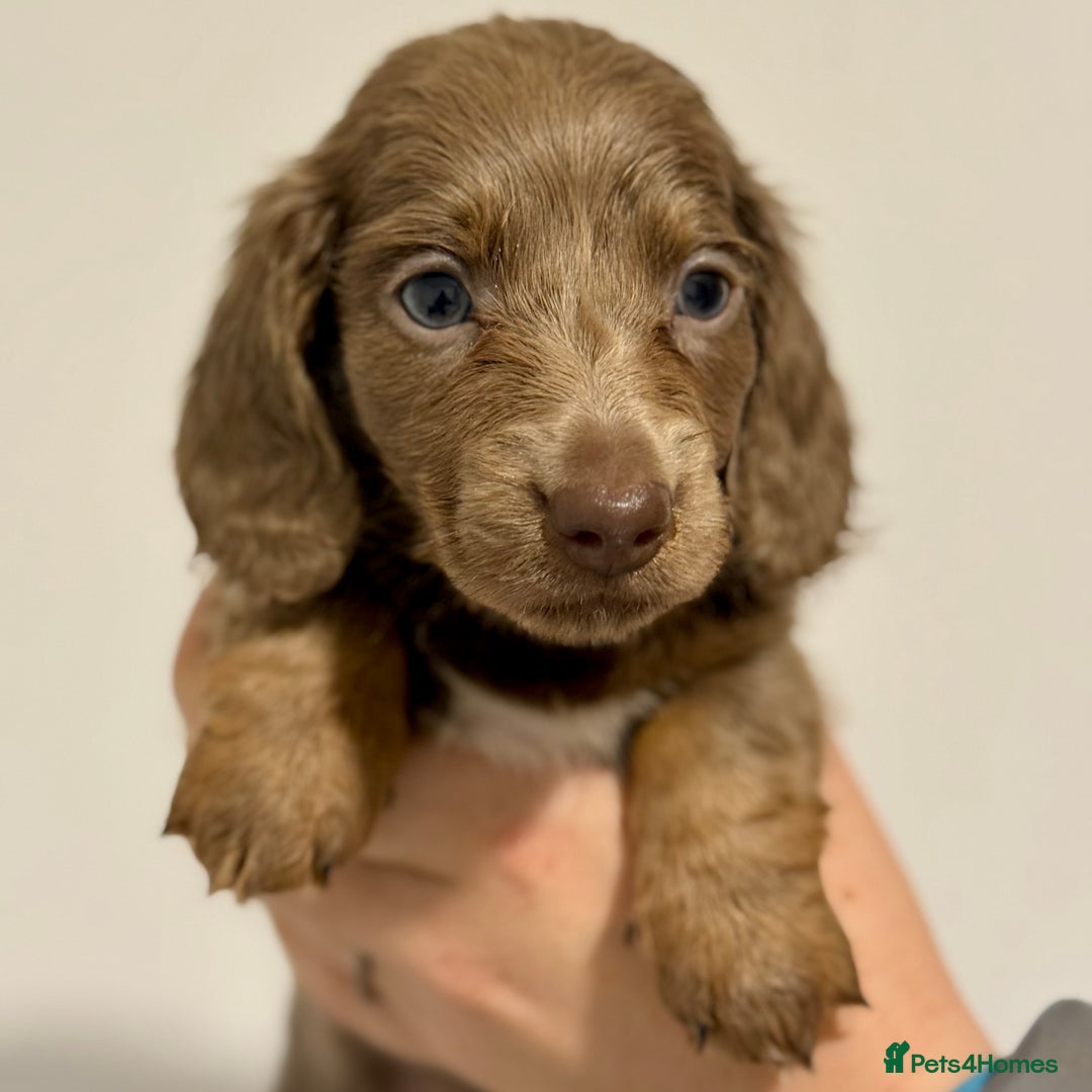Miniature Dachshund dogs for sale: KC Registered Miniature Dachshund Puppies ❤️ - Advert 12