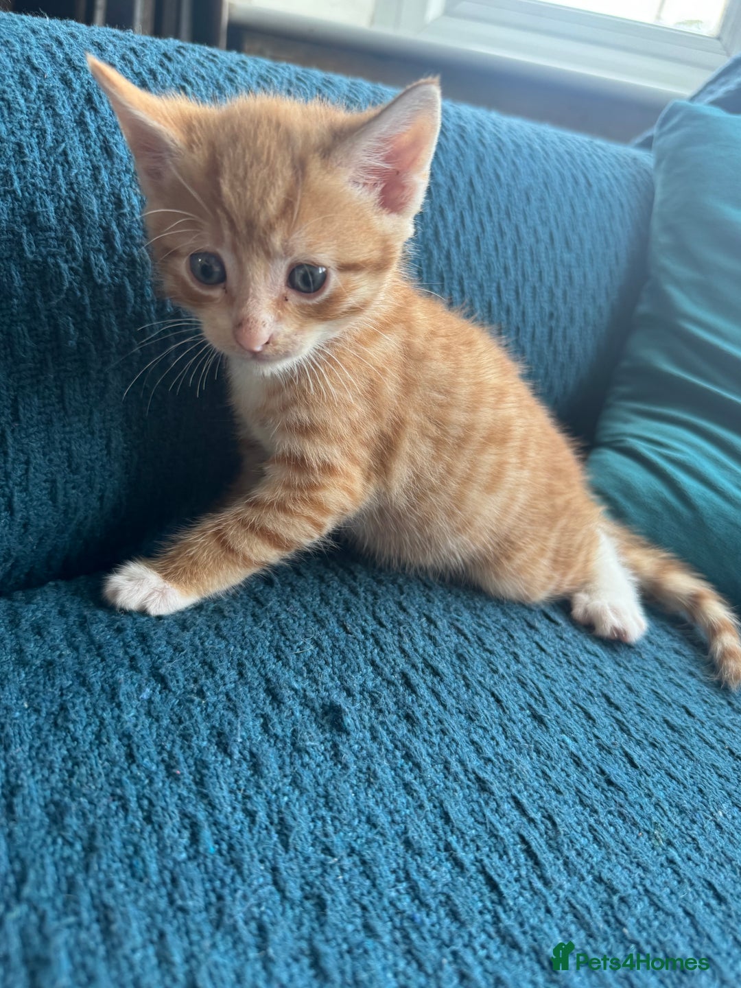 Mixed Breed cats for sale: Part Bengal Ginger Kittens for Sale - READY NOW - Image 2