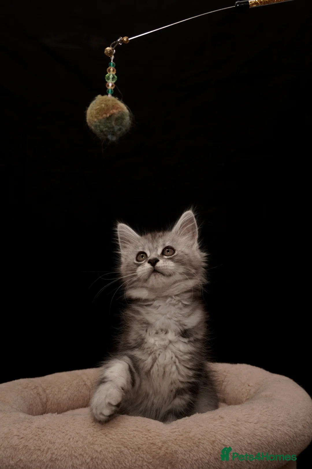 Maine Coon cats for sale: Black Silver classic tabby Mainecoon kittens - Advert 39