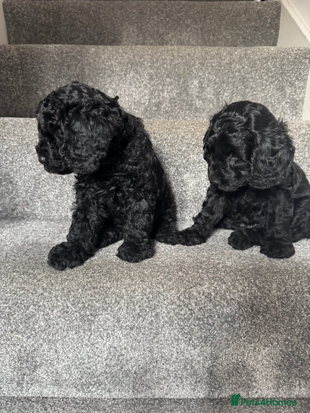 Mixed Breed dogs for sale: 3 Puppies Available Cavapoo / Cockapoo puppies  - Image 10
