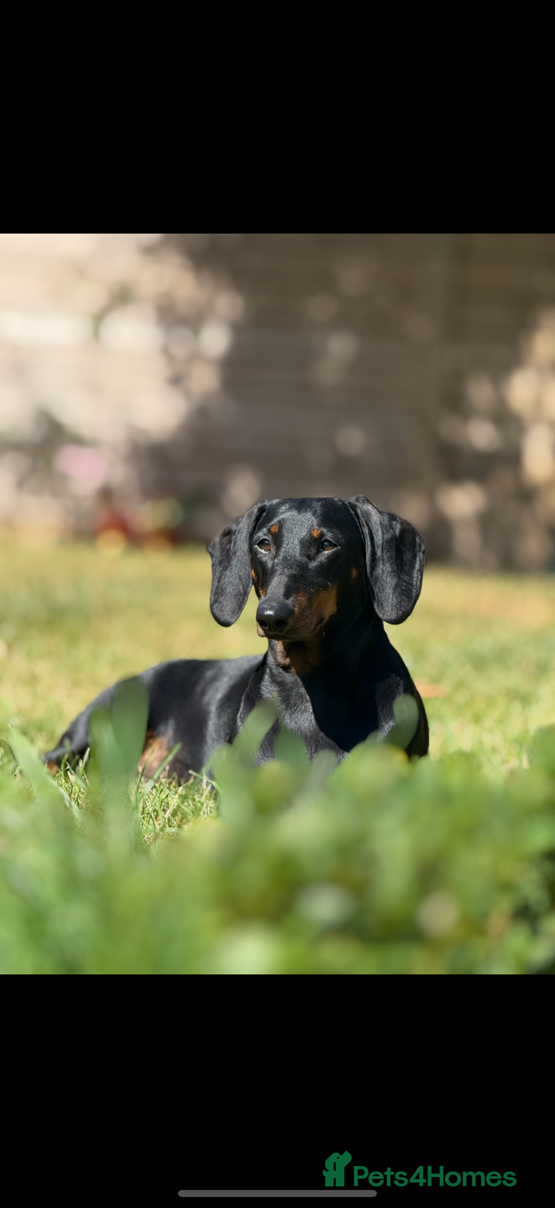 Dachshund dogs for sale: Wait list now open for KC dachshund puppies - Image 7