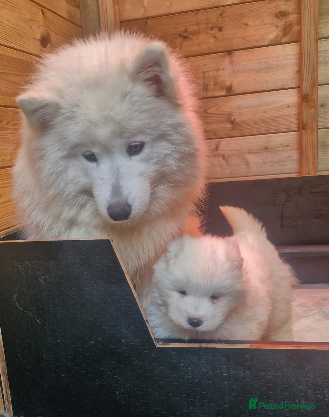 Samoyed dogs for sale: A beautiful little Samoyed girl for sale in Ashbourne - Advert 24