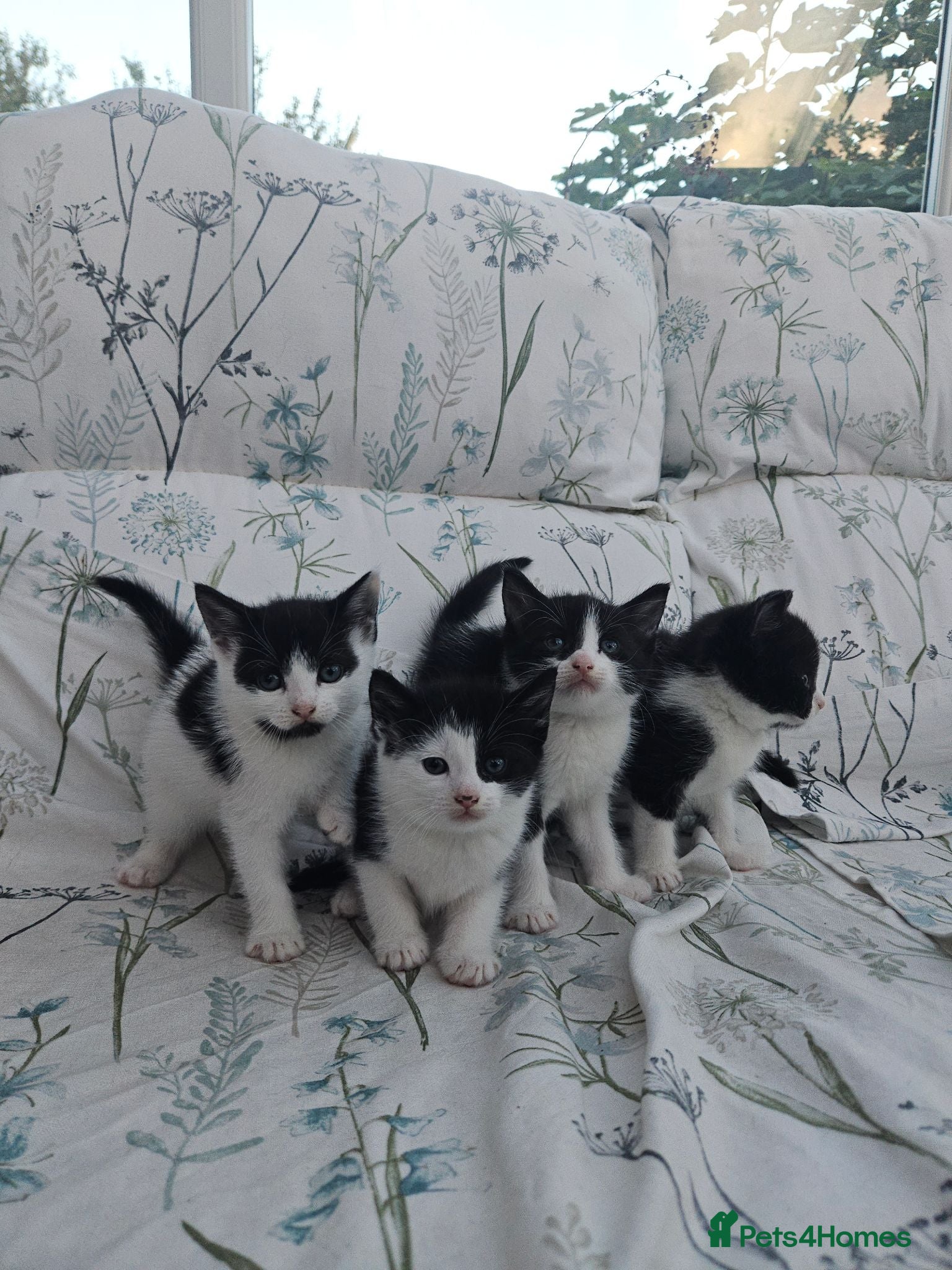 Mixed Breed cats 4 Black and White Kittens Loving & Friendly - Advert 16