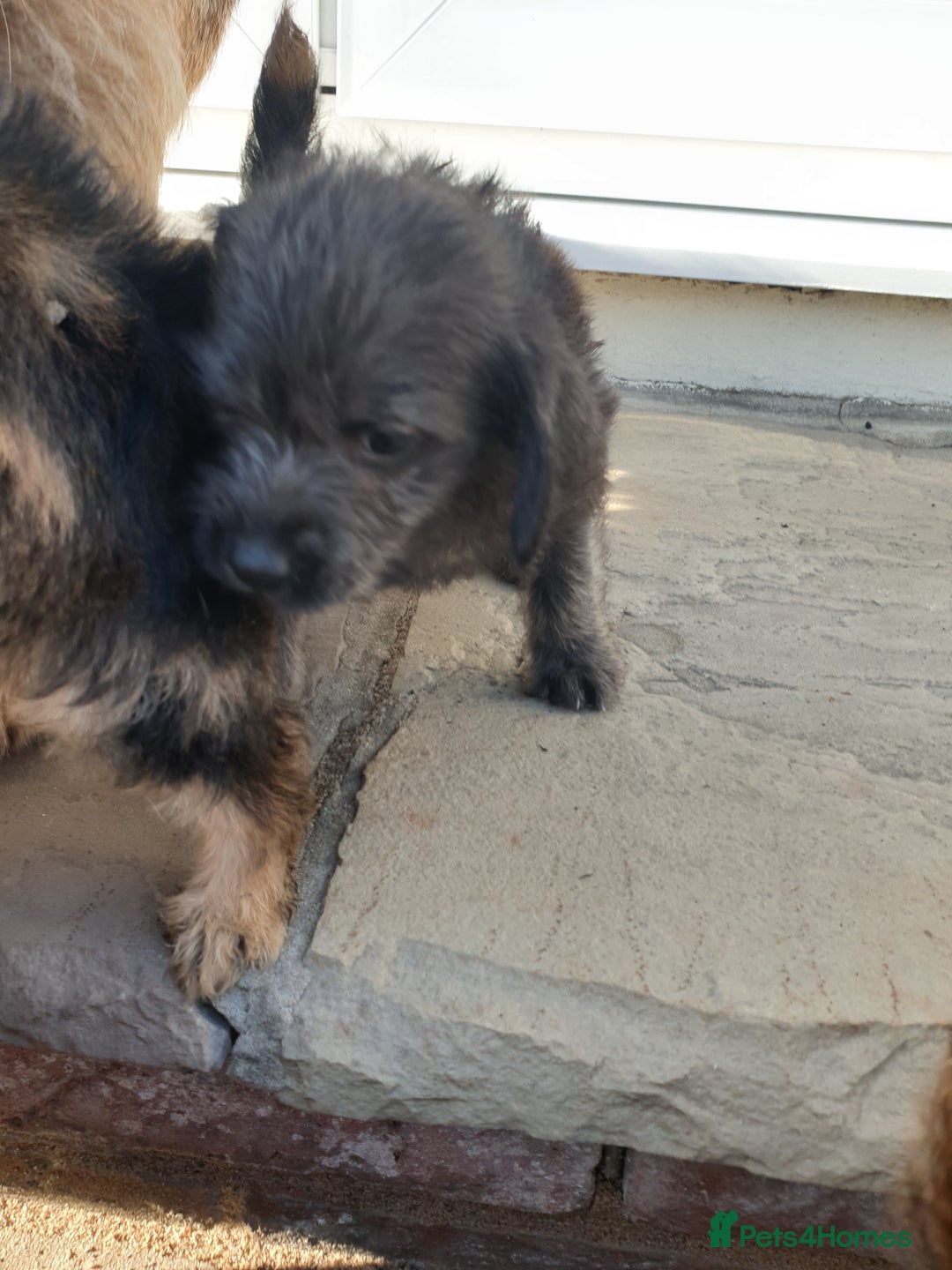 Mixed Breed dogs for sale: Border Terrier x miniature Poodle  - Image 29