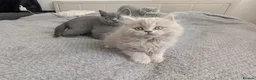 Scottish Fold cats for sale: Beautiful kittens looking for a home 🏡😻 - Advert 26