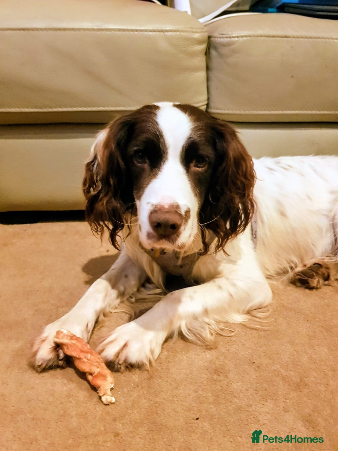 English Springer Spaniel dogs for adoption: Wonderful, gentle boy, Jazzie in Solihull - Advert 1