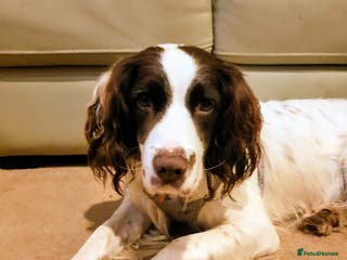 English Springer Spaniel dogs Wonderful, gentle boy, Jazzie in Solihull - Advert 1