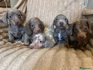 Miniature Dachshund dogs PUPPYS available to collect now - Advert 12