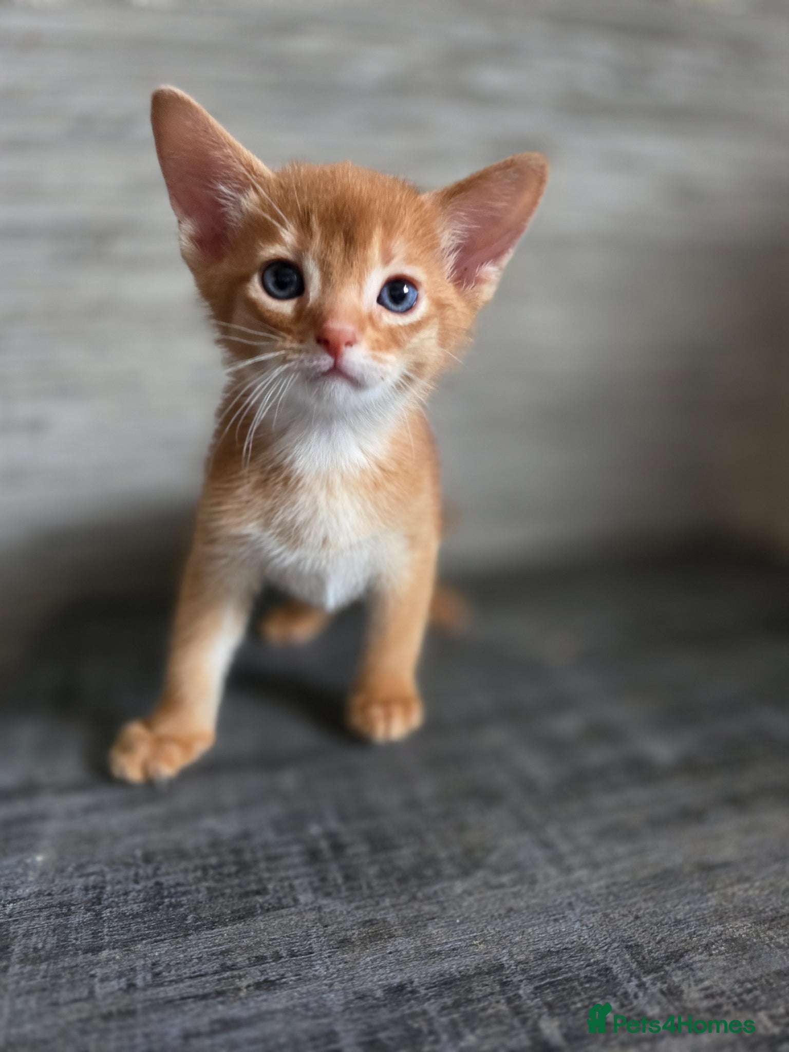 Abyssinian cats Beautiful Aby kitten  - Advert 2