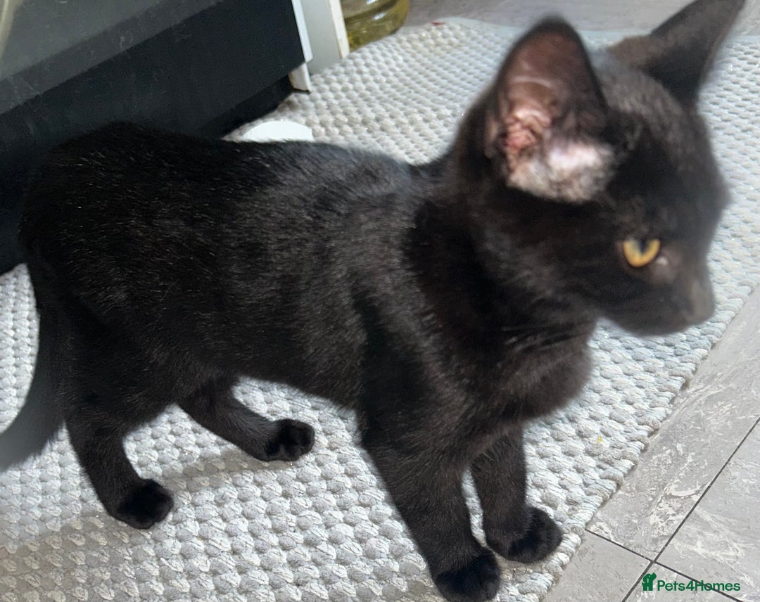 Mixed Breed cats for sale: Two fully black male kittens  - Image 5