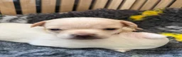 Chihuahua dogs for sale: Smooth coat chihuahua puppies  - Advert 22