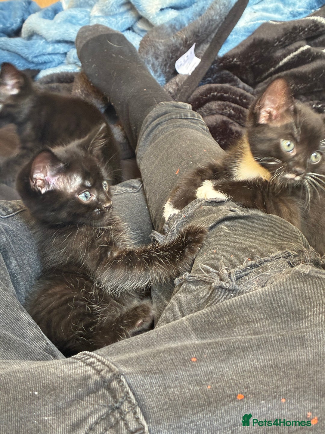 Bengal cats for sale: 5 kittens for sale  - Image 4