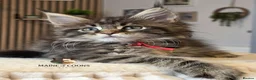 Maine Coon cats for sale: Maine coon kittens - Advert 27