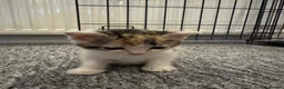 Mixed Breed cats for sale: 2 girl kittens for sale - Advert 3