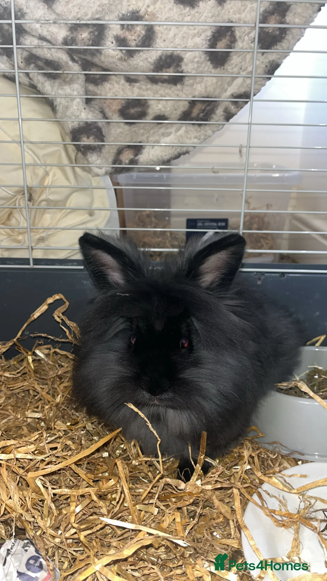 Lionhead rabbits for sale: Male lion head rabbit in Bishop Auckland - Advert 2
