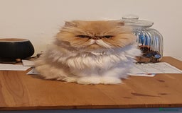 Persian cats for sale: Beautiful smokey red persian female cat  - Image 4
