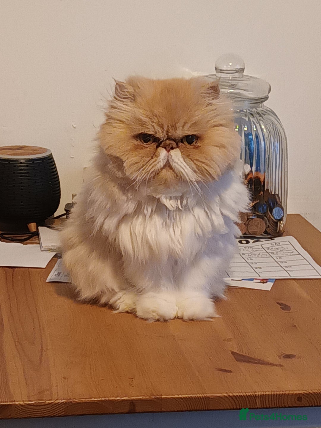 Persian cats for sale: Beautiful smokey red persian female cat  - Image 4