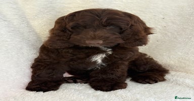 Cockapoo dogs - Advert 13
