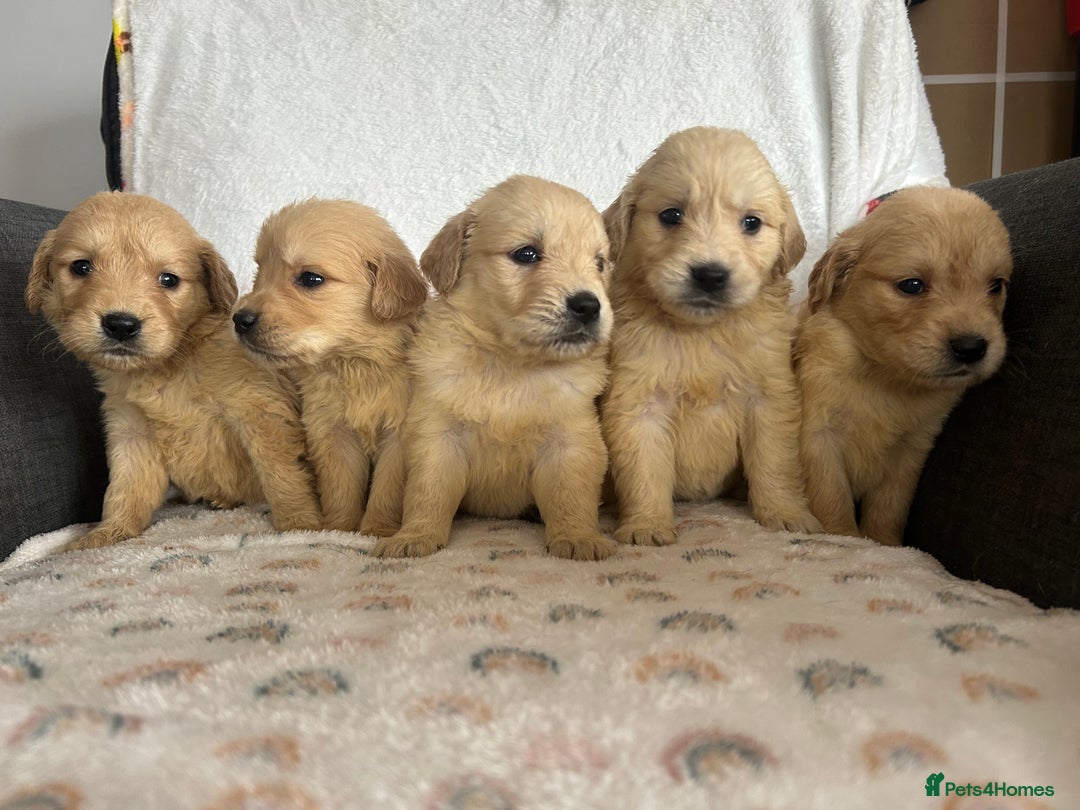 Golden Retriever dogs for sale: Beautiful golden retriever litter 🐶⭐️ - Image 6