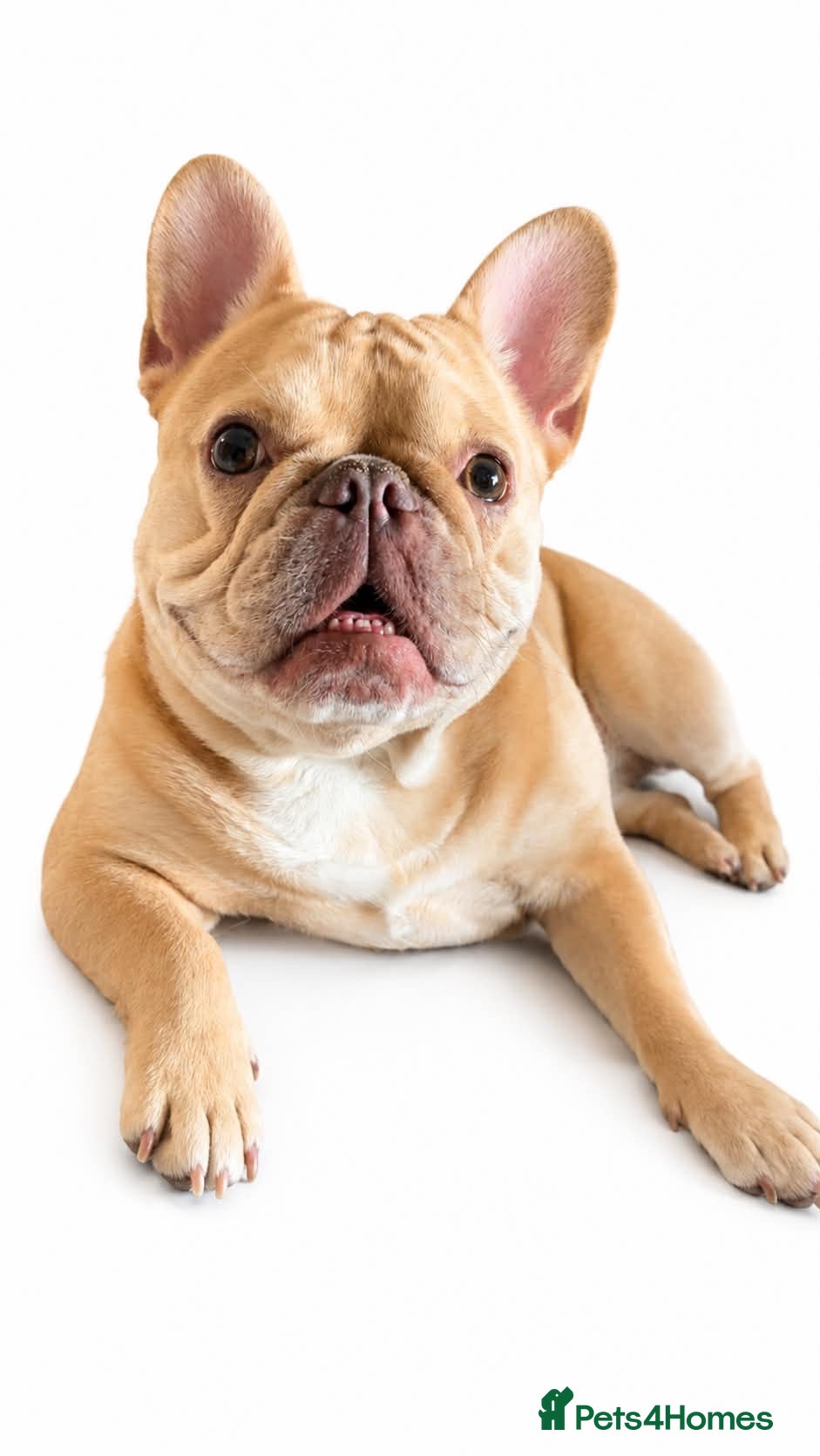 French Bulldog dogs Fluffy Carrier French Bulldogs  - Advert 11