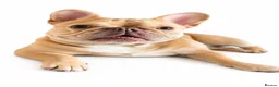 French Bulldog dogs for sale: Fluffy Carrier French Bulldogs  - Advert 4
