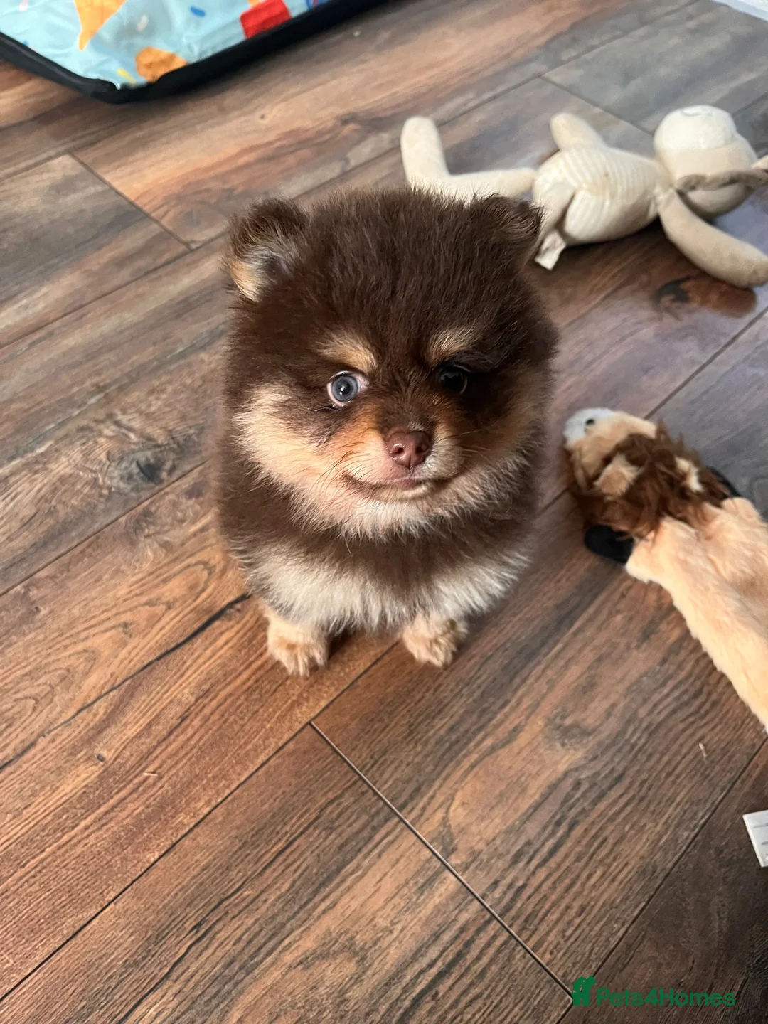 Pomeranian dogs for sale: Fluffy chocolate & tan boys READY TO LEAVE - Advert 17