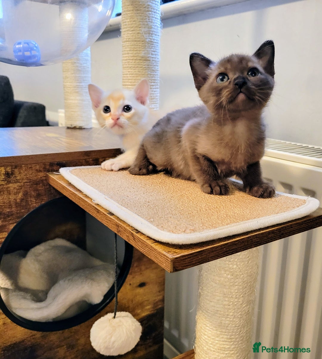 Burmese cats for sale: Pure pedigree, Registered Burmese,Vet checked 2x - Advert 17