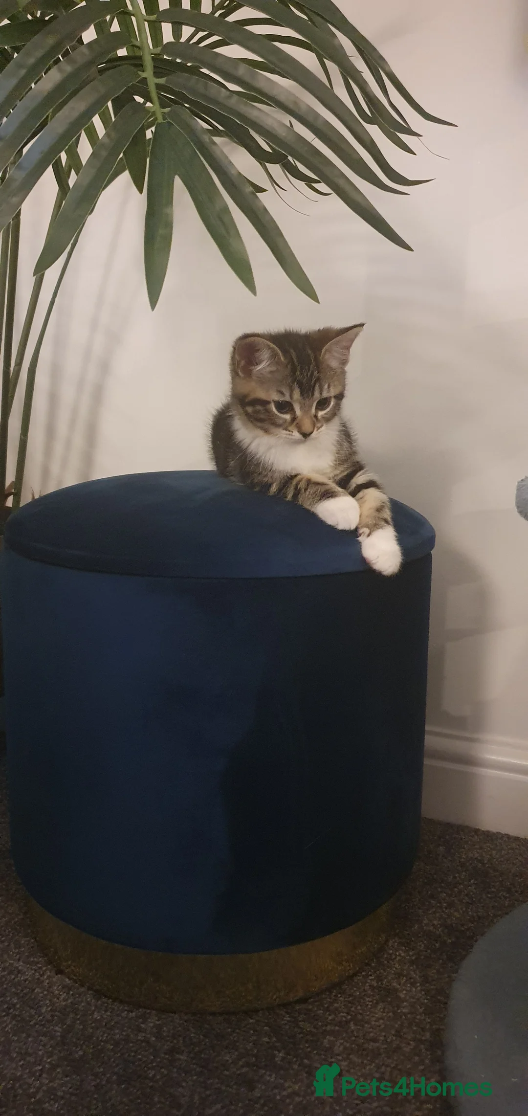 Ragdoll cats for sale: Tabby ragdoll x - Advert 4