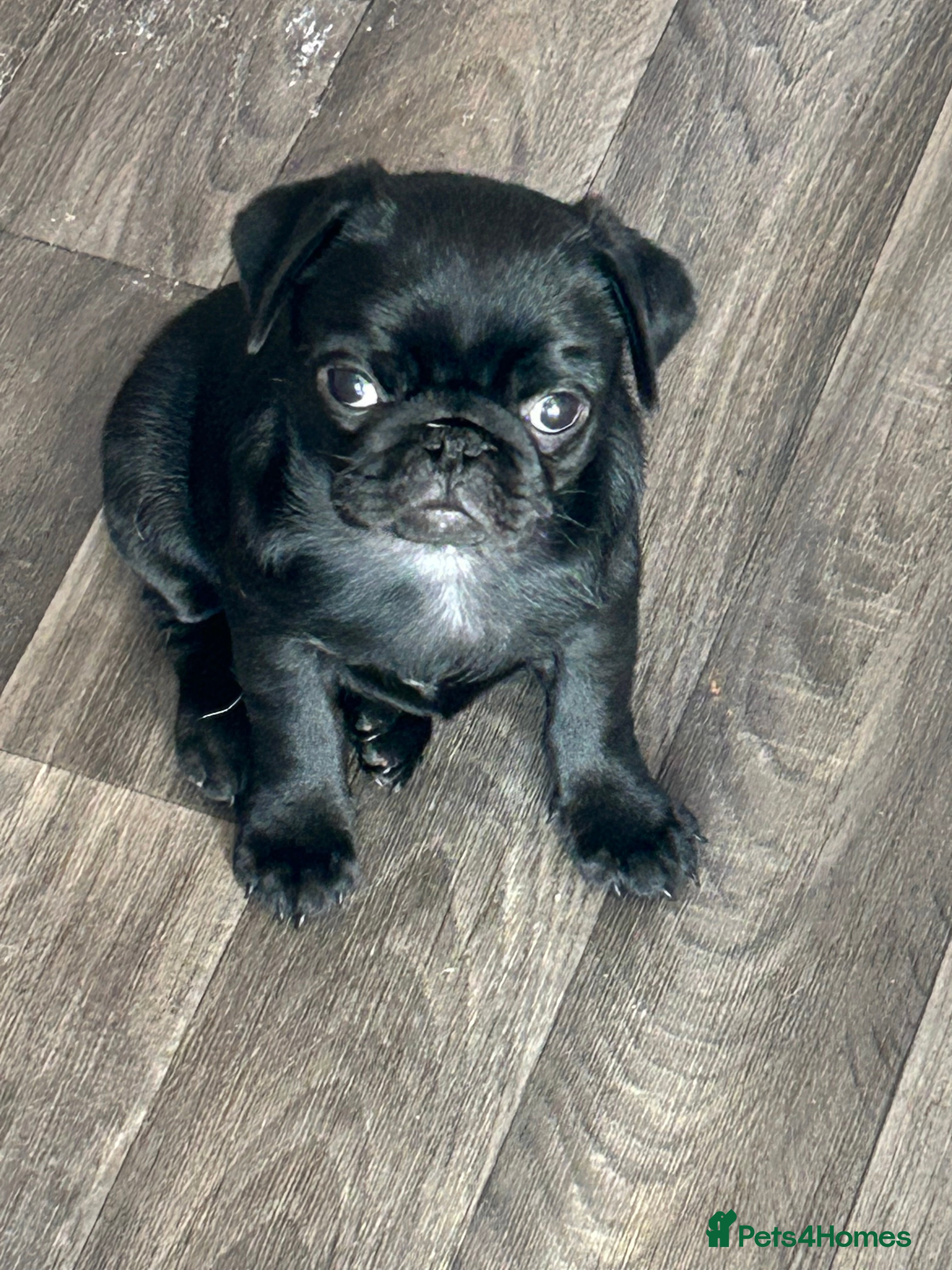 Pug dogs Black pugs - Advert 2