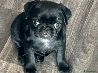 Pug dogs Black pugs - Advert 2