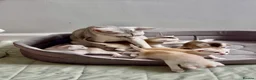 Abyssinian cats for sale: Silver Abyssinian kittens  - Advert 1