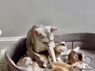 Abyssinian cats Silver Abyssinian kittens - Advert 13