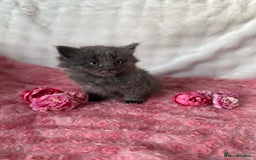 Maine Coon cats for sale: Silver Maine Coon X Russian Blue One Boy LEFT! 🩵 - Image 5
