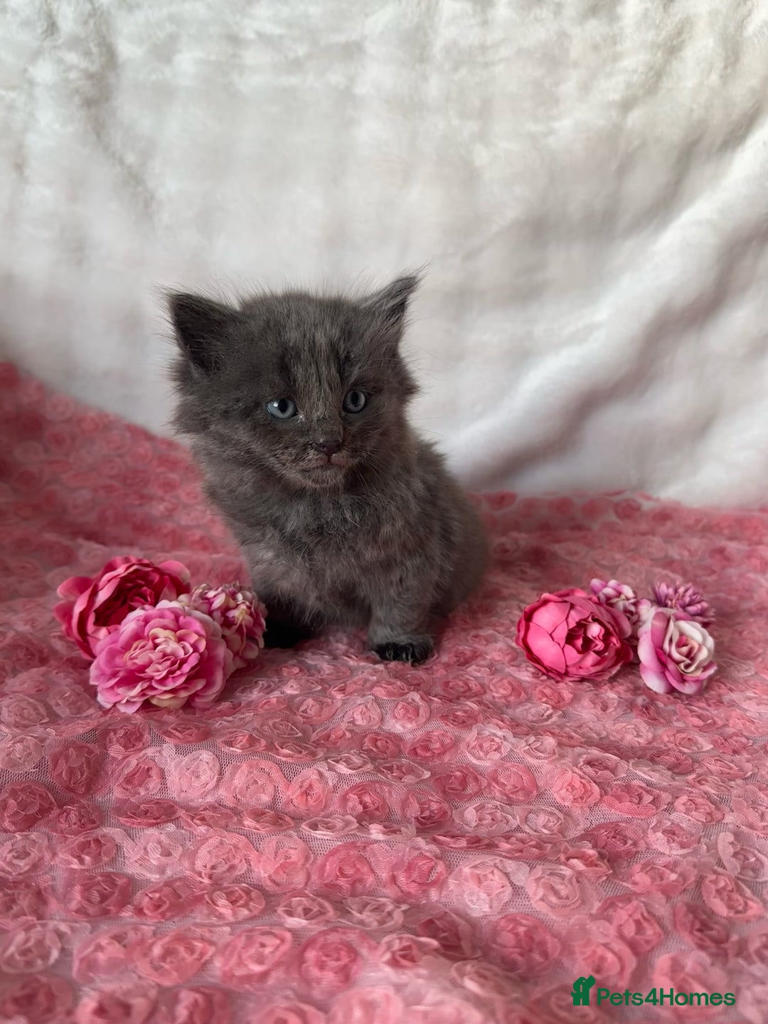 Maine Coon cats for sale: Silver Maine Coon X Russian Blue One Boy LEFT! 🩵 - Image 5