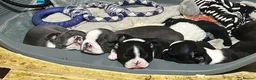 Boston Terrier dogs for sale: Boston Terriers - Advert 14
