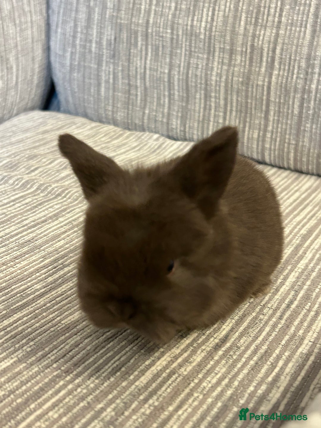 Mini Lop rabbits for sale: Pure Mini Lop babies  - Advert 7