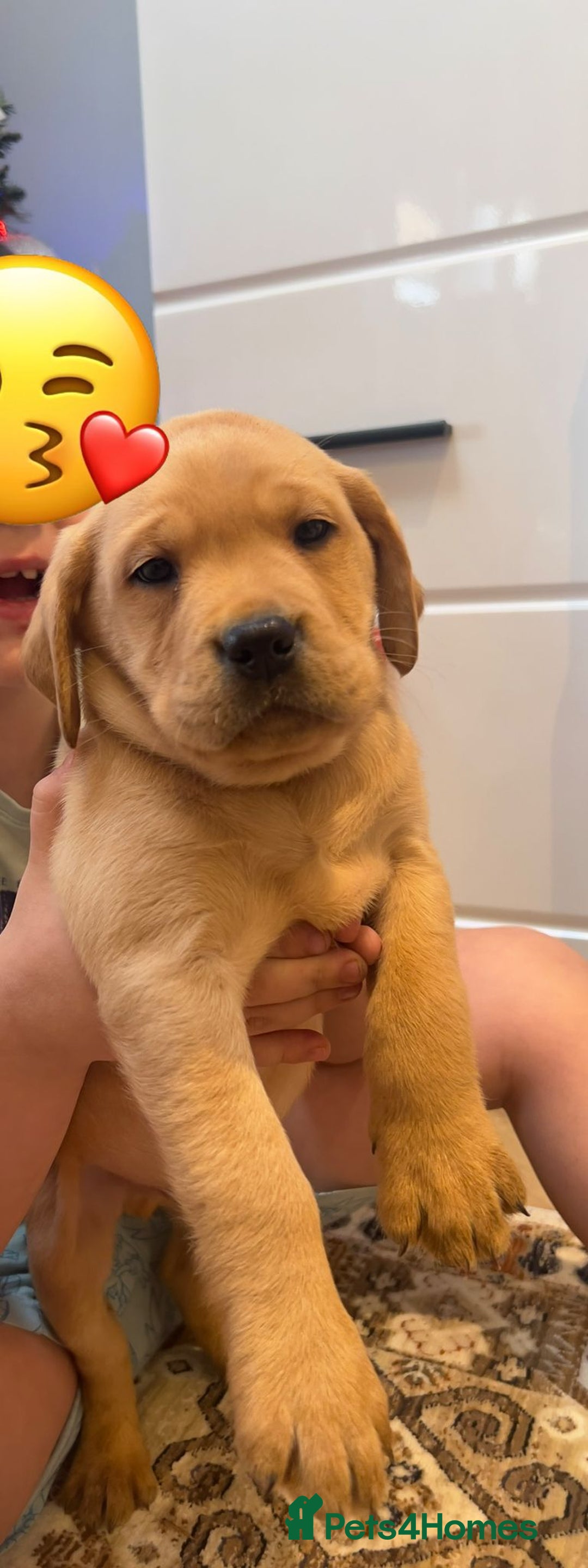 Labrador Retriever dogs for sale: Stunning 9 Labradors puppies  - Advert 2
