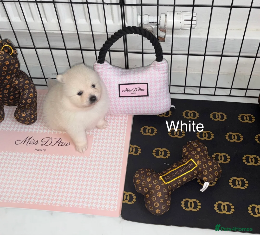 Japanese Spitz dogs for sale: Beautiful Japanese spitz puppy’s  - Advert 3