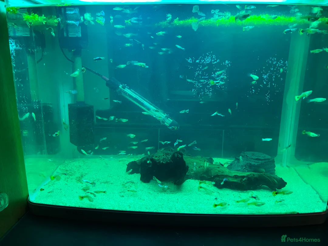 Live Bearers fish for sale: 50p Endlers and Guppies in Chester-le-Street - Advert 2