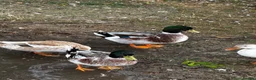 Ducks poultry for sale: Miniature Silver Appleyard drakes - Advert 2
