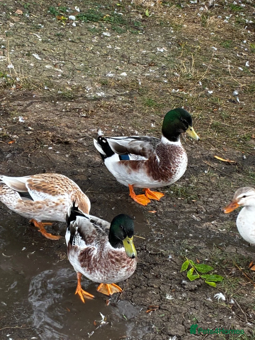 Ducks poultry for sale: Miniature Silver Appleyard drakes - Advert 2