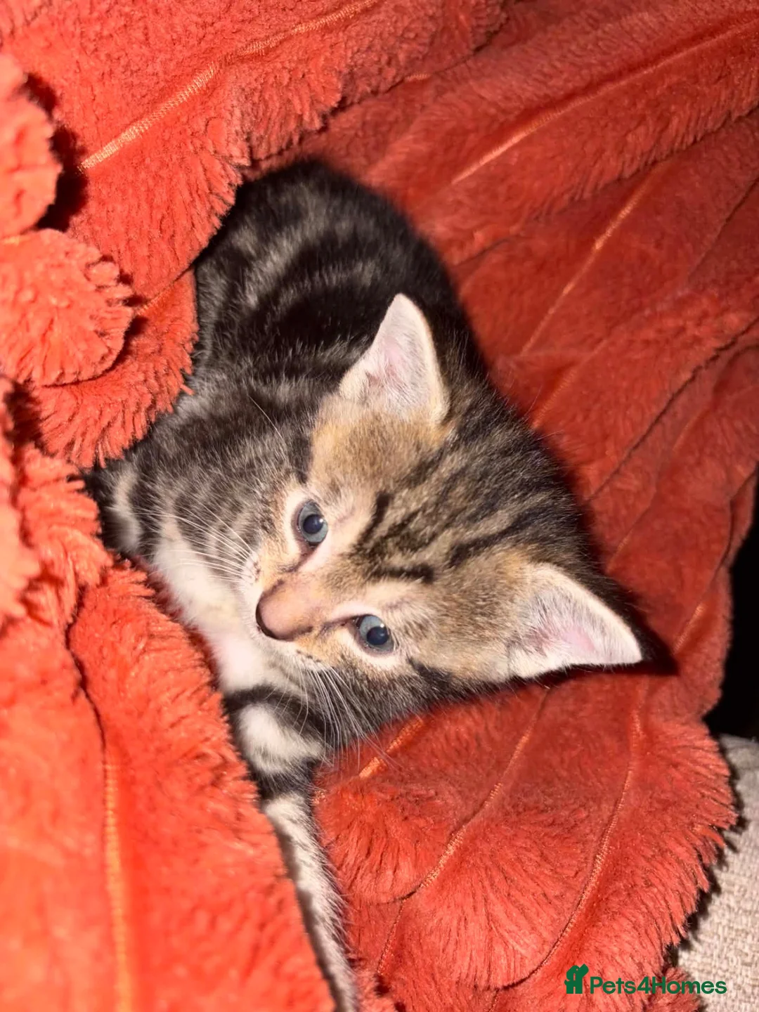 Domestic Shorthair cats for sale: Tabby kittens  in Chard - Advert 7
