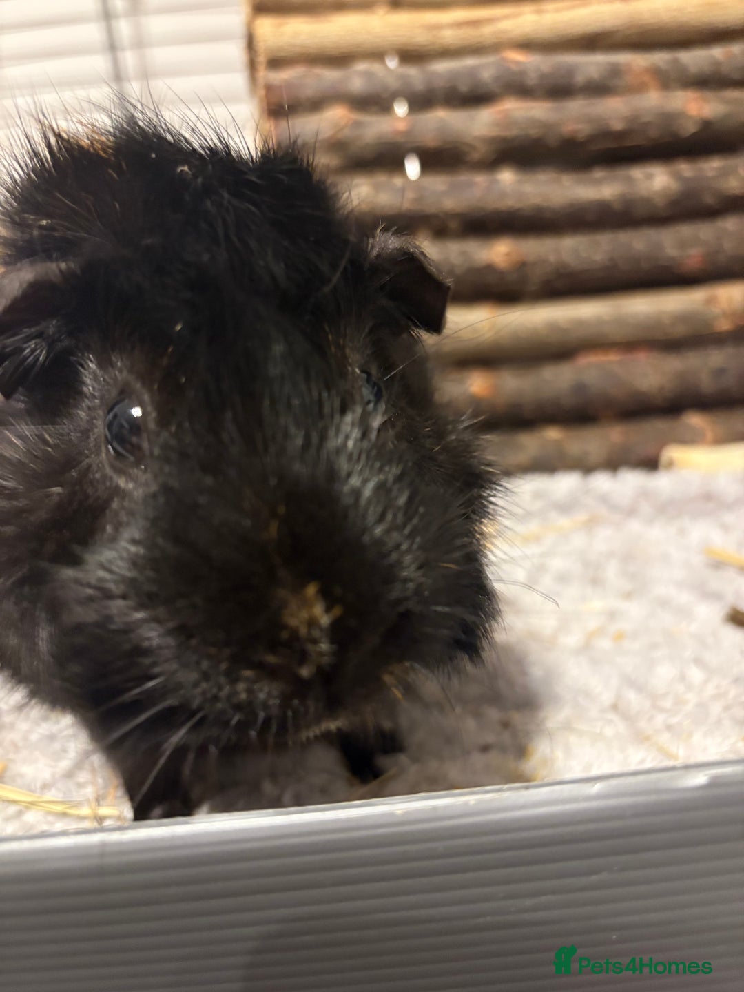 Guinea Pig rodents for sale: 2 Male Guinea Pigs for free - Image 8