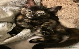 Mixed Breed cats for sale: One of two female kittens - Image 6