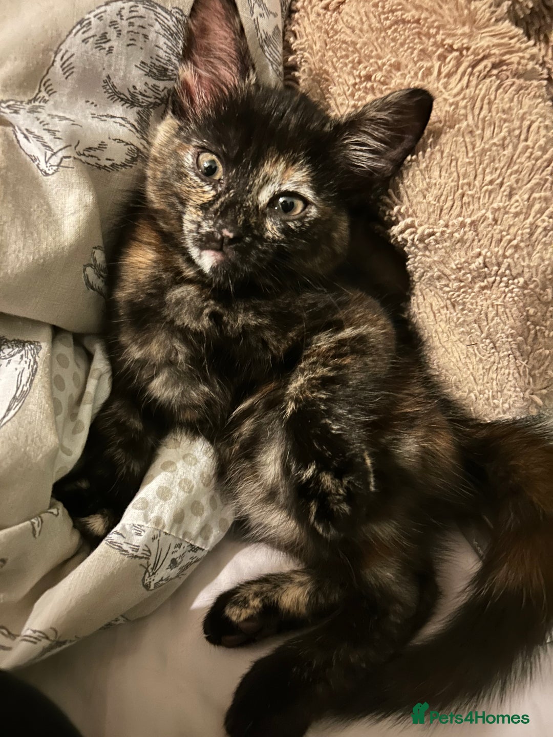 Mixed Breed cats for sale: One of two female kittens - Image 6